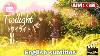 Twilight Japanese Anime Movie English Subtitle Full Movie